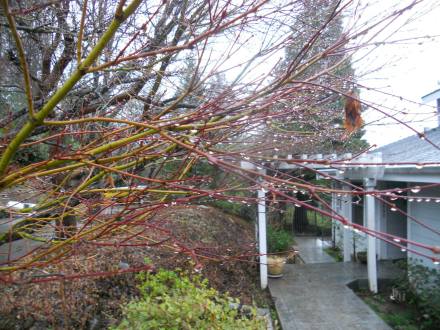 2015-02_JAPANESE MAPLE