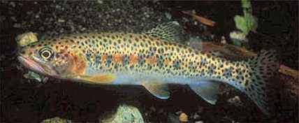 bonneville-cutthroat-trout2